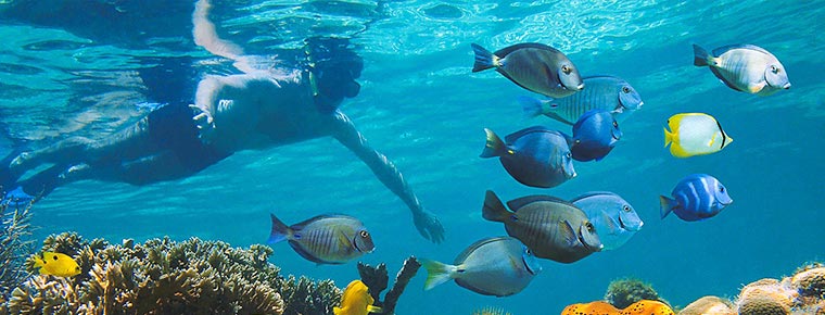 Scuba Diver with a school of fish