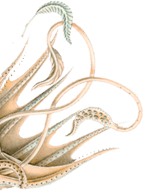 Octopus Illustration