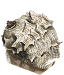 Clam Shell